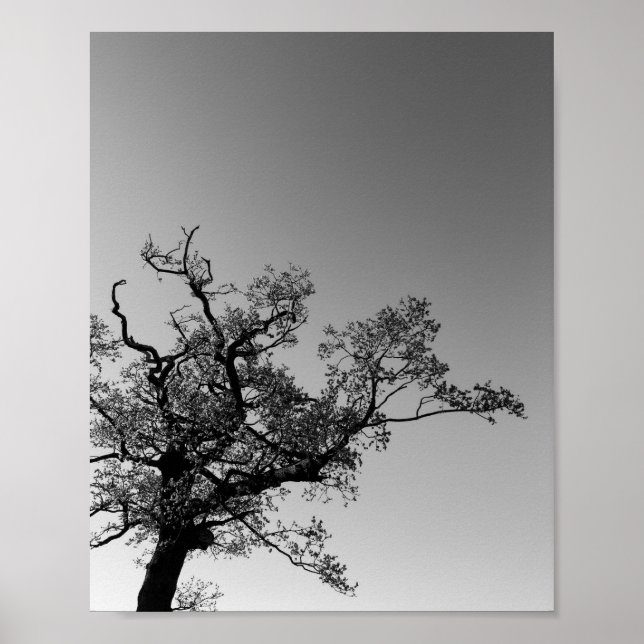Poster Silhouette D'Arbre Noir Et Blanc Avec Coucher De S (Devant)