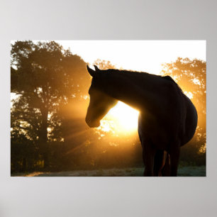 Poster Silhouette de cheval contre coup de soleil