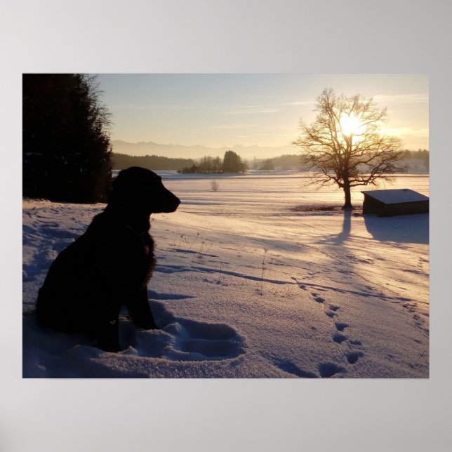 Poster Silhouette de chien dans le paysage neigeux (Devant)