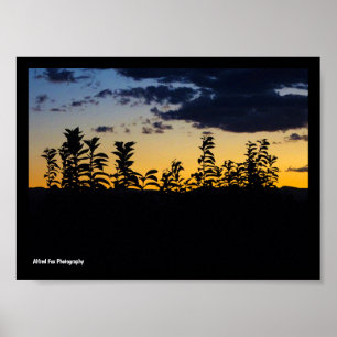 Poster Silhouette de feuilles la nuit