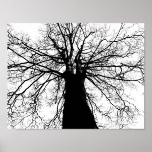 Poster Silhouette de l'arbre en noir et blanc