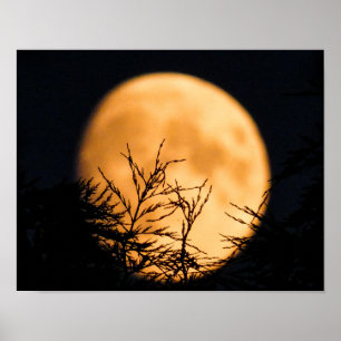 Poster Silhouette de lune