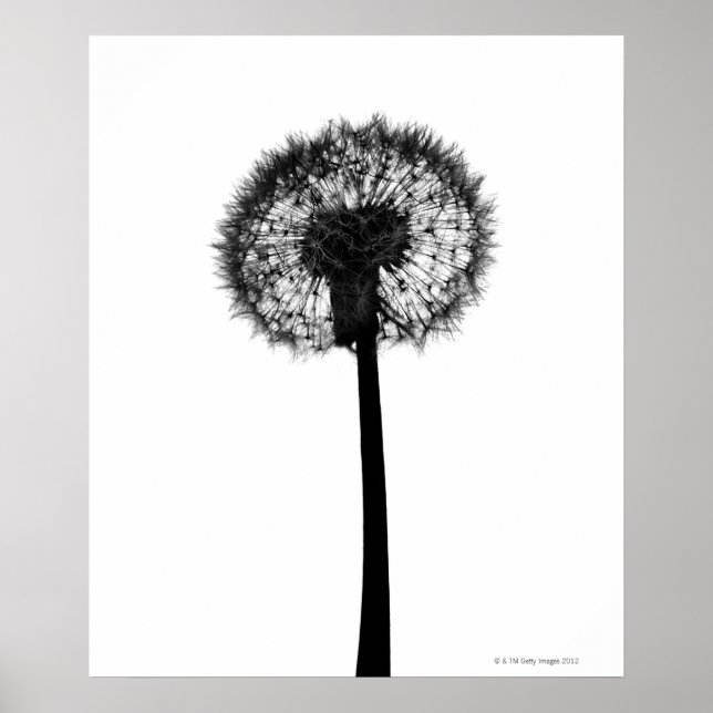Poster Silhouette du pissenlit (Devant)