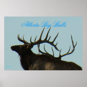 Poster Silhouette d'un élan mâle E11 avec des bois à l'ho