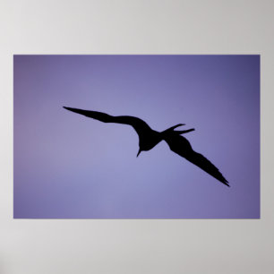 Poster Silhouette Frigatebird