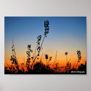 Poster Silhouettes de plantes d'été