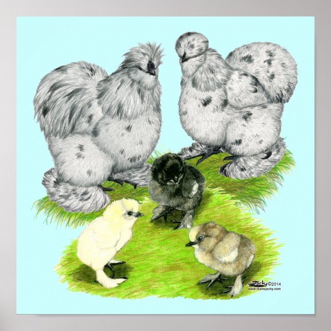 Poster Silkie Bantam Splash Family (Devant)