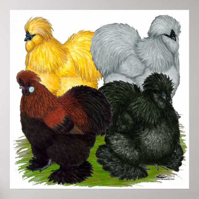 Poster Silkies : Coq Assortis (Devant)