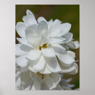 Poster Silky Magnolia