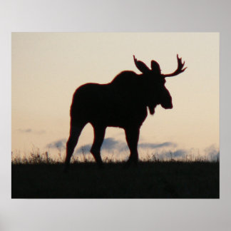 Poster silouette d'orignal