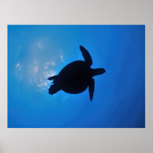 Poster Silouette Tortue de mer