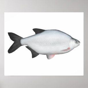 Poster Silver Bream