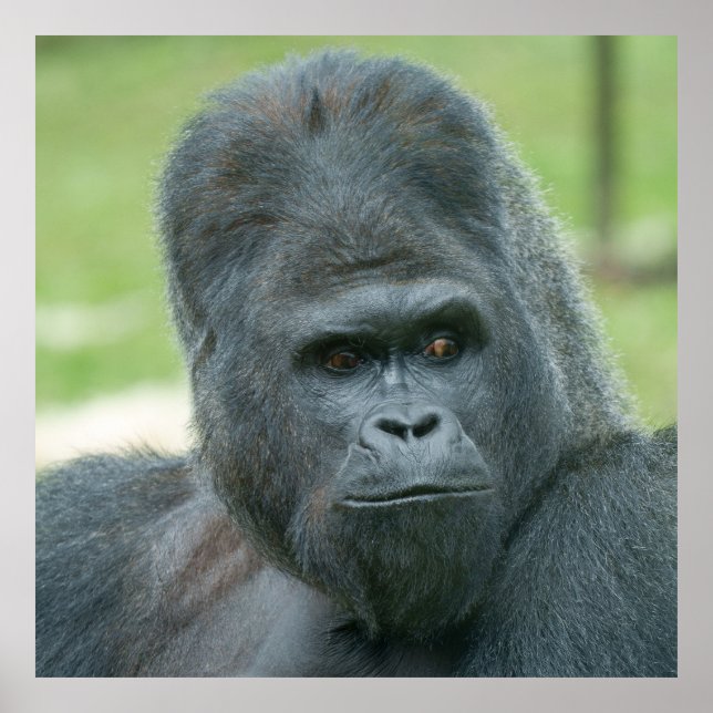 Poster Silverback Dishi (Devant)