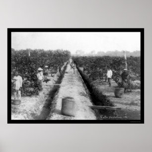 Poster Singapore Coffee Plantation 1898