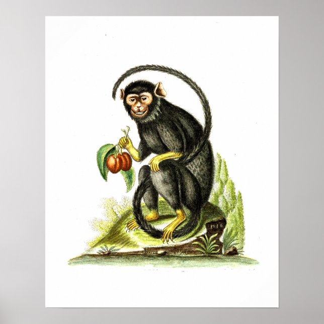 Poster Singe avec fruit (Devant)