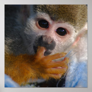 Poster Singe Bébé mignon Secouru
