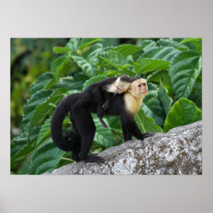 Poster Singe Capucin Adulte Portant Le Bébé Sur Son Dos