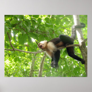 Poster Singe Capucin Drôle Dans Un Arbre