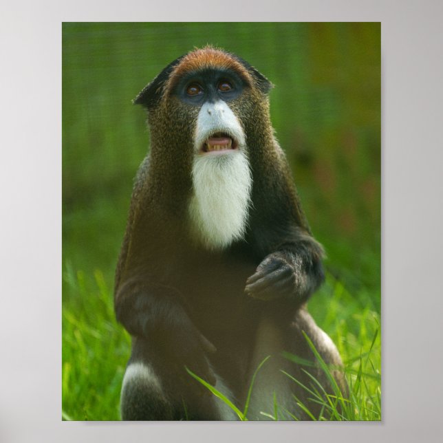 Poster Singe De Brazza (Devant)