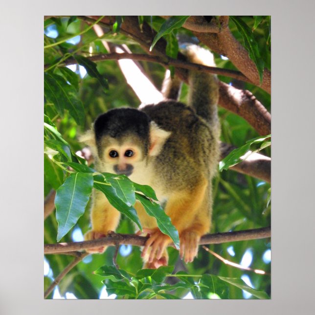 Poster Singe des écureuils (Devant)