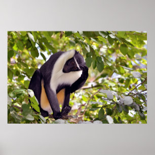 Poster Singe diana dans l'arbre