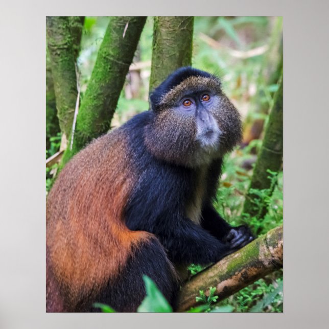 Poster Singe d'or, Rwanda (Devant)