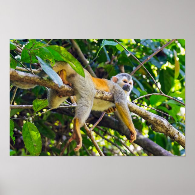 Poster Singe écureuil à Manuel Antonio NP - Costa Rica (Devant)