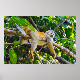 Poster Singe écureuil à Manuel Antonio NP - Costa Rica