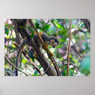 Poster Singe écureuil dans le parc national Manuel Antoni