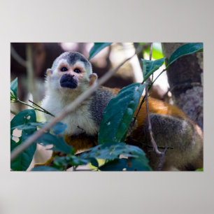 Poster Singe écureuil dans le parc national Manuel Antoni