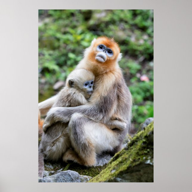 Poster Singe nez retroussé doré avec bébé (Devant)