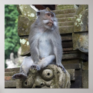 Poster Singe se reposant à une statue dans Bali
