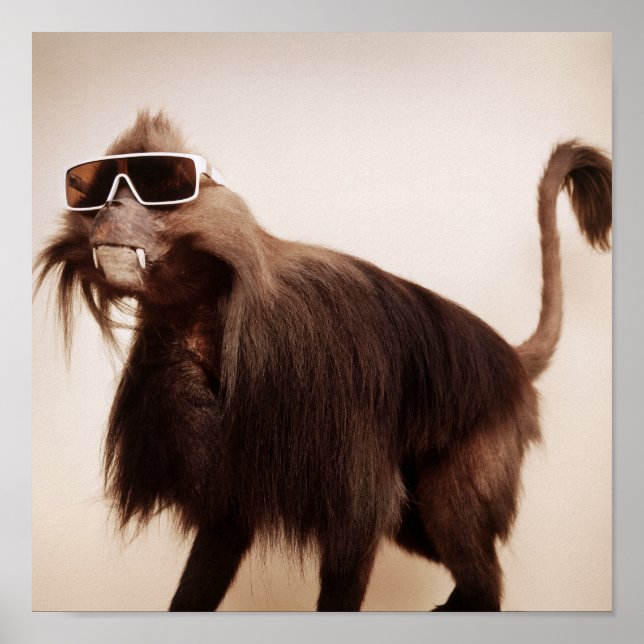 Poster singe soleil (Devant)