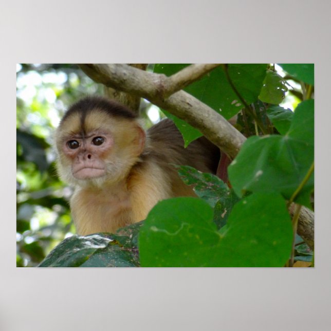 Poster Singe Voir... (Devant)