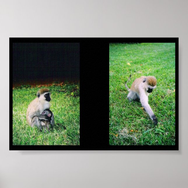 Poster Singes (Devant)