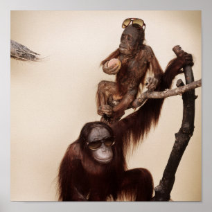Poster Singes dans un arbre