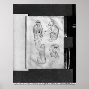 Poster Singes, de l'album de Vallardi