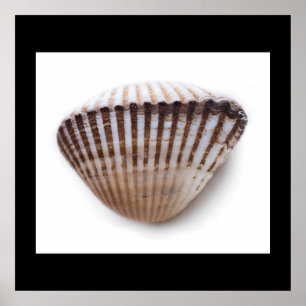 Poster Single seashell