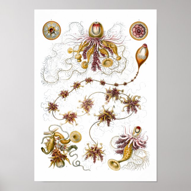 Poster Siphonophorae Ernst Haeckel Fine Art (Devant)