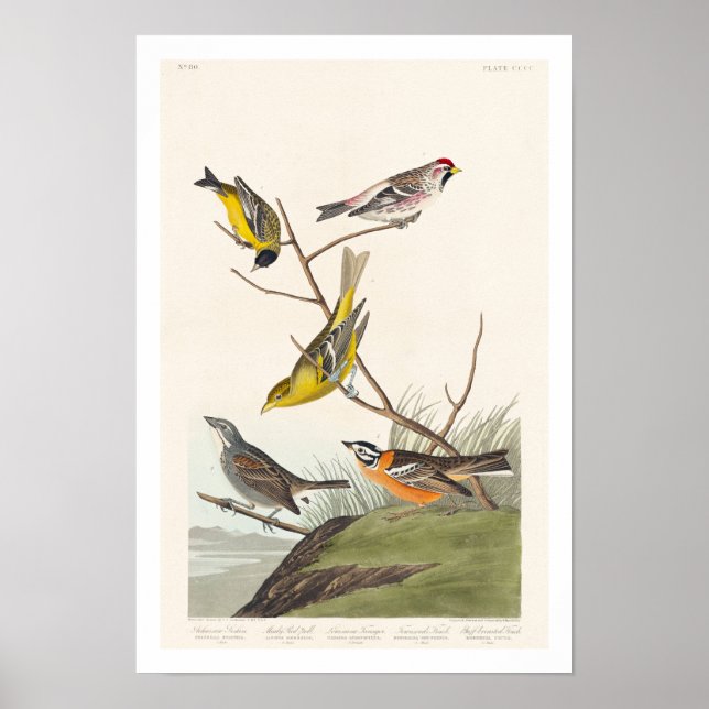 Poster Siskin, Sondage Rouge, Tanager, Bunting, Finch (Devant)