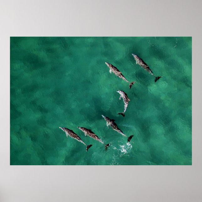 POSTER SIX DOLPHINS À L'EAU CALME (Devant)