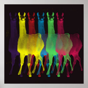 Poster six lamas en six couleurs