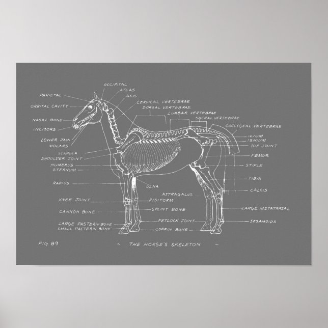 Poster SKELETON DU CHEVAL 19 x 13 Imprimer (Devant)