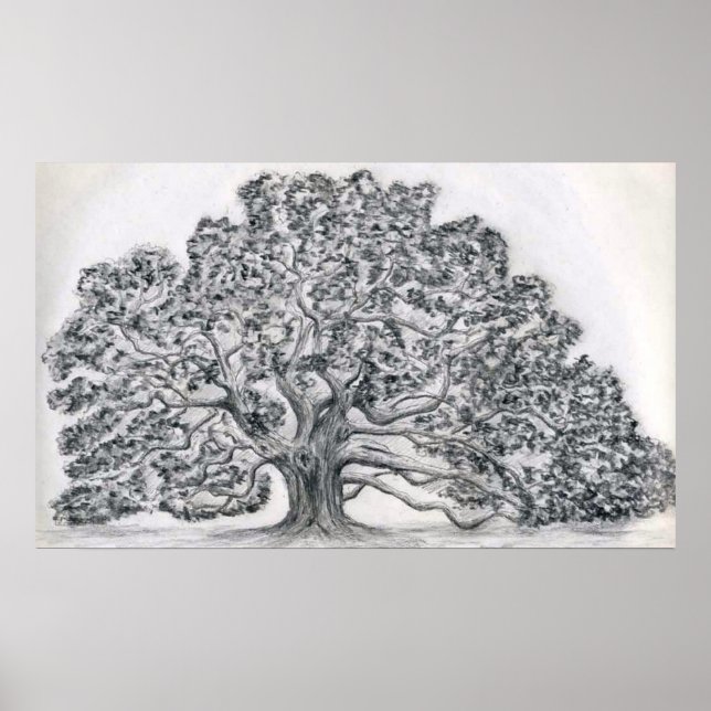 POSTER SKETCH LIVE OAK TREE (Devant)