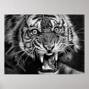 Poster Sketch of a wild tiger in black and whiteblack,whi