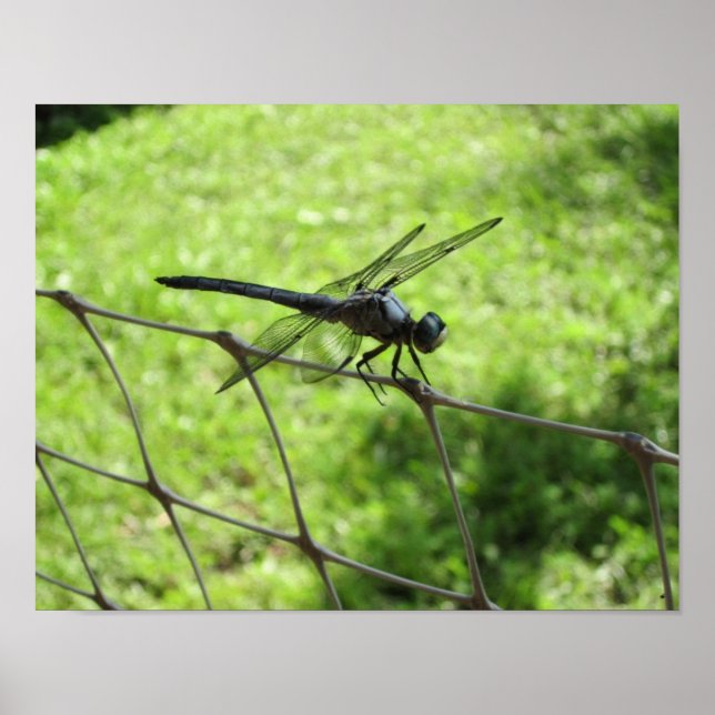Poster Skimmer bleu (Devant)