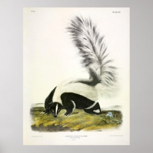 Poster Skunk à grande queue, Hooded Skunk, par Audubon