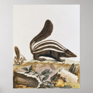 Poster Skunk, from 'Histoire Naturelle' by