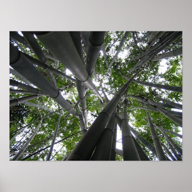 Poster Skyward Bamboo (Devant)