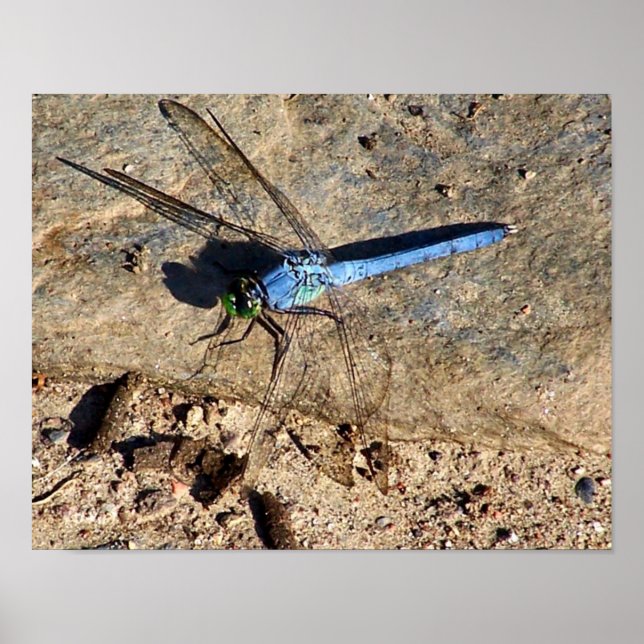 Poster Slate Blue Dragonfly Nature (Devant)